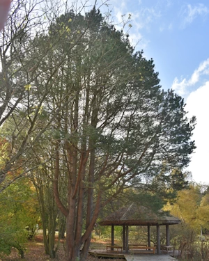 Pinus mugo