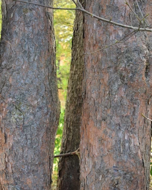 Pinus mugo