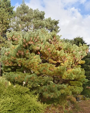 Pinus strobus