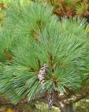 Pinus strobus