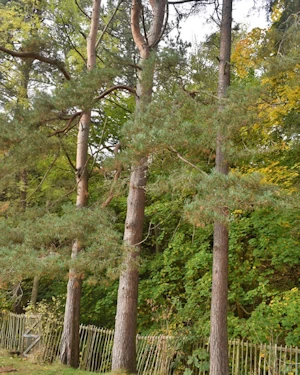 Pinus sylvestris