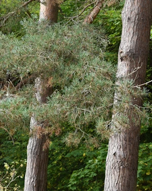 Pinus sylvestris