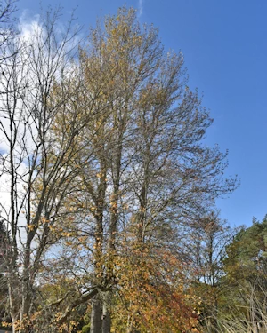 Populus Balsam Spire