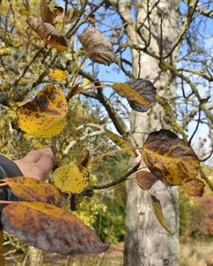 Populus balsam spire