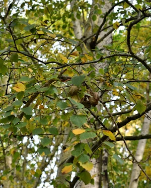 Populus tremula