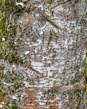 Populus tremula