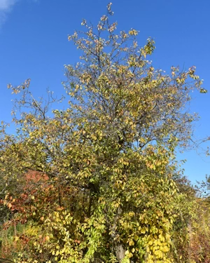 Prunus armeniaca
