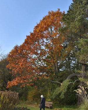 Quercus rubra