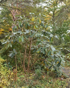 Rhododendron macabeanum