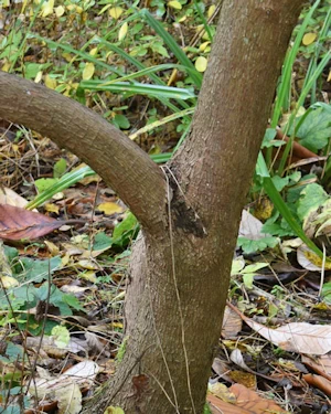Rhododendron macabeanum