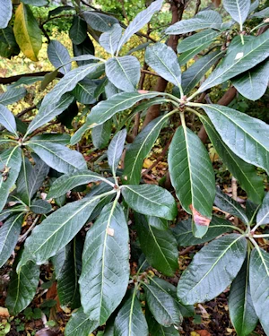 Rhododendron macabeanum