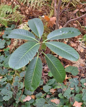 Rhododendron mallotum