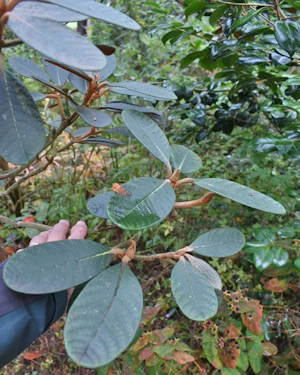 Rhododendron mallotum