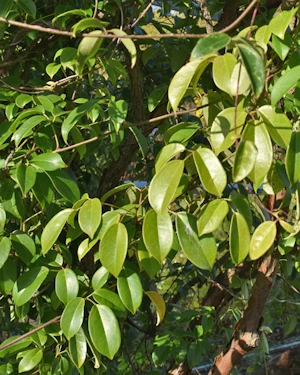 Rhododendron veitchianum