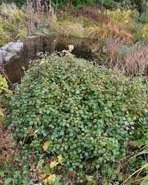 Rhododendron williamsianum