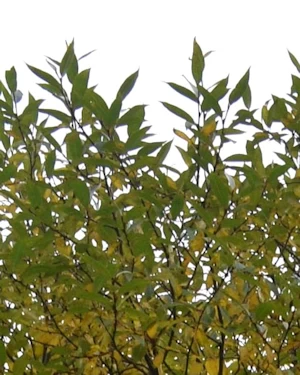 Salix pentandra
