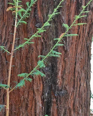 Sequoiadendron sempervirens