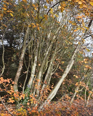 Sorbus anglica