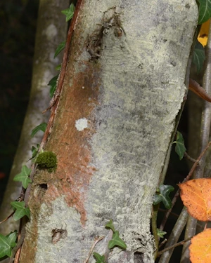 Sorbus anglica
