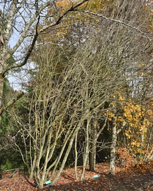Sorbus arranensis