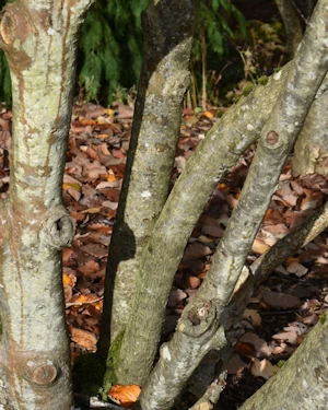 Sorbus arranensis