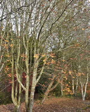 Sorbus bristoliensis