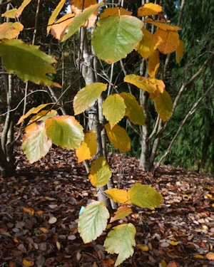 Sorbus devoniensis