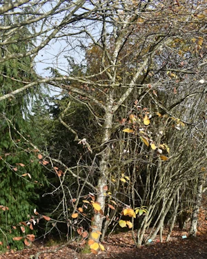 Sorbus lancastriensis