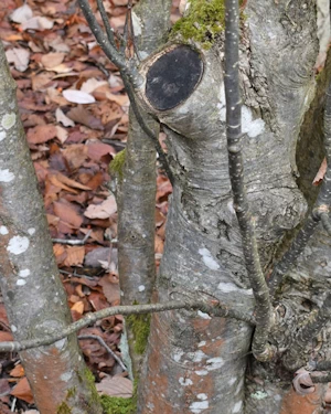 Sorbus pseudofennica