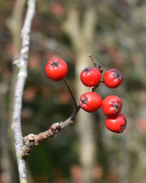 Sorbus pseudofennica