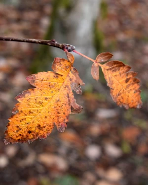 Sorbus pseudofennica