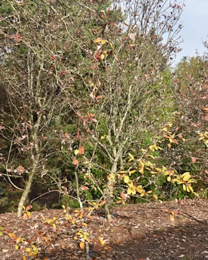 Sorbus rupicola