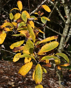 Sorbus rupicola