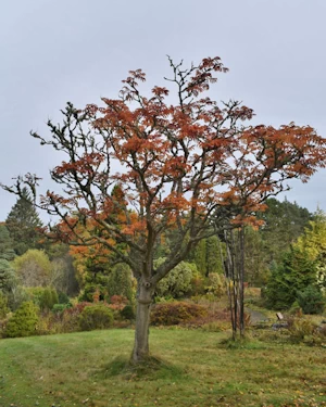 Sorbus sargentiana