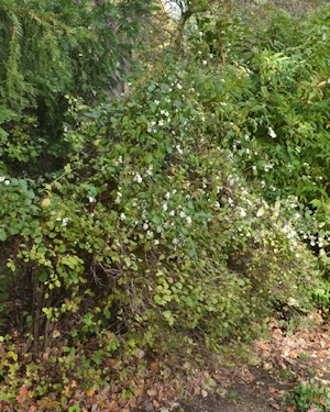 Symphoricarpus albus