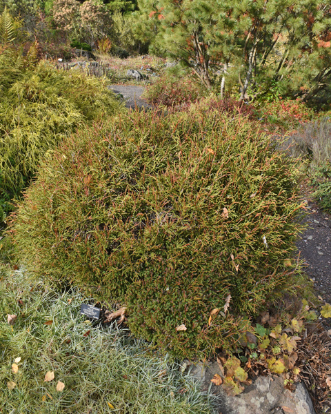 Thuja occidentalis Ohlendorfii