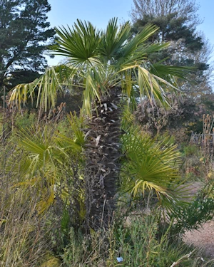 Trachycarpus fortunei