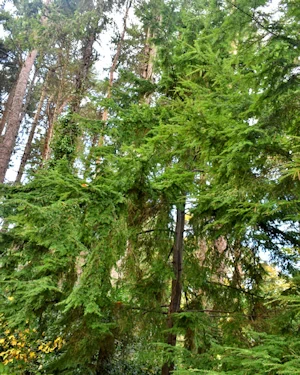 Tsuga heterophylla