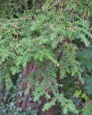 Tsuga heterophylla