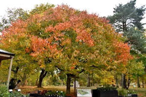 Zelkova serrata