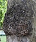 Sycamore burr
