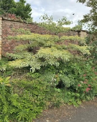 Cornus controversa