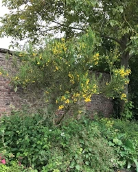 Cytisus scoparius
