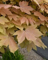 Acer brilliantissimum