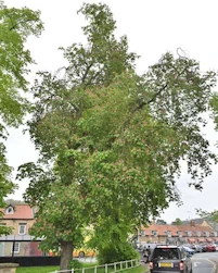 Red horse chestnut