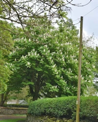 Horse chestnut