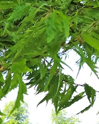 Beech burr