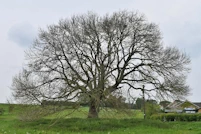 Ash tree
