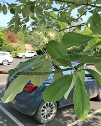 Sorbus aria