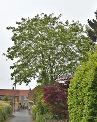 Sorbus aucuparia